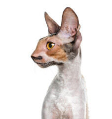 Close-up of a Cornish Rex (10 months old) in front of a white ba