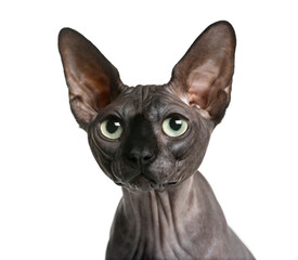 Close-up of a Sphynx (2 years old) in front of a white backgroun