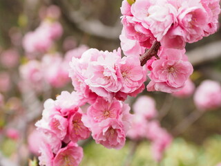 桜満開
