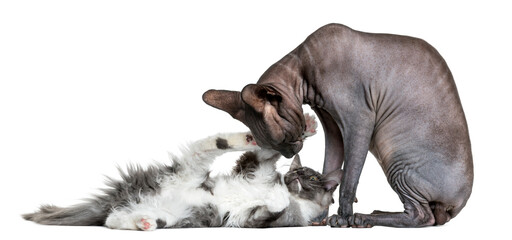 Sphynx playing with a maine coon kitten in front of a white background