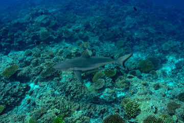Obraz premium Whitetip reef shark swimming in the crystal-clear waters of a reef in the Maldives
