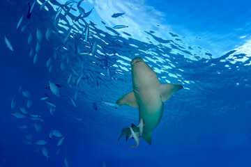 Obraz premium Underside view of a nurse shark with the sea surface in the background