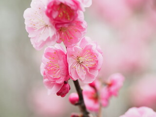 桜満開