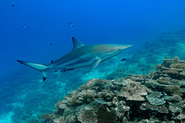Spinner shark swimming in the crystal-clear waters of a reef in the Maldives