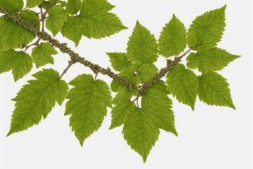 Fototapeta premium Vine Leaves with Moss 