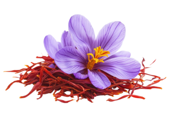 Bright purple saffron flower atop vibrant red saffron threads showcasing the beauty and uniqueness of this rare spice sourced from the flower's stigmas