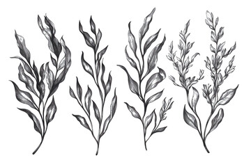 Naklejka premium Hand drawn illustration showcasing various seaweeds and algae, highlighting their intricate shapes and textures in a detailed artistic style