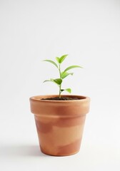Young Plant in Terracotta Pot - A small green plant sprouts from dark soil in a terracotta pot against a white background. Growth, nature, new life