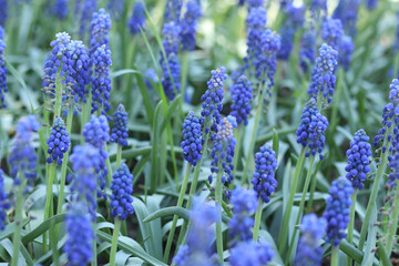 Bright blue flowers in early spring. Muscari or mouse hyacinth. Beautiful blue flowers with...