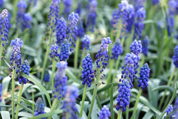 Bright blue flowers in early spring. Muscari or mouse hyacinth. Beautiful blue flowers with...