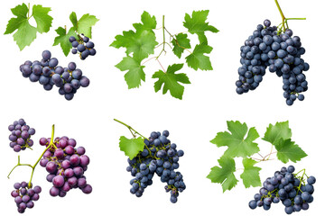 Fresh grapes displayed on a transparent background showcasing various types and sizes with lush green leaves for a vibrant and appetizing look