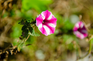 	
Surfinia petunias have revolutionary breeding that gives them outstanding garden performance, are extremely fast-growing and have superb weather tolerance