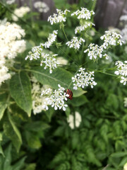 A close-up of delicate white flowers and an insect.