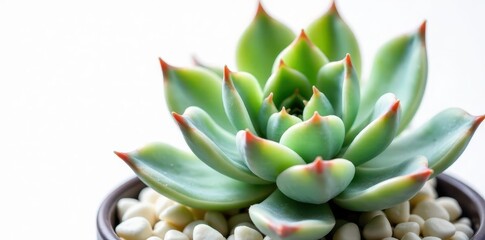 Fototapeta premium Isolated Echeveria succulent, showing intricate detail against stark white , photography, vibrant