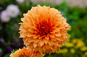 The dahlia enchants with its exuberant and vibrant petals, symbolizing elegance and creativity. Perfect for gardens and floral arrangements	