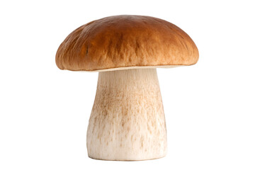 Fresh Porcini Mushroom for Gourmet Cooking