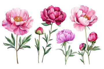Obraz premium Beautiful watercolor depiction of sweet pink peonies showcasing their delicate petals in a floral arrangement perfect for nature lovers