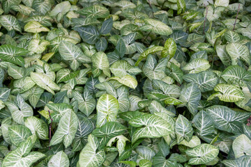 Caladium lindenii is an ornamental plant with large, green leaves marked by white veins. Originally...