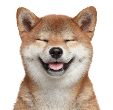 Smiling Shiba Inu doge with closed eyes image isolated transparent. Lovable japanese breed dog with tongue out cut out photo png. Friendly pet asian domestic animal cutout photography