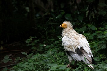 横を向いたエジプトハゲワシ