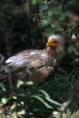 草むらで振り向くエジプトハゲワシ