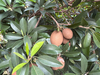 Sapodilla fruits and green leaves in the garden. Sapodilla is an excellent source of fiber and nutrient important for gut health, heart health, and body weight maintenance