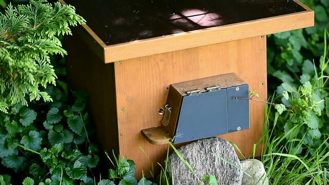 Hummel Arbeiterinnen bringen Nektar in das Hummelhaus