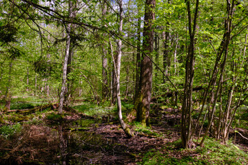 Obraz premium Springtime alder-bog sunny forest with standing water