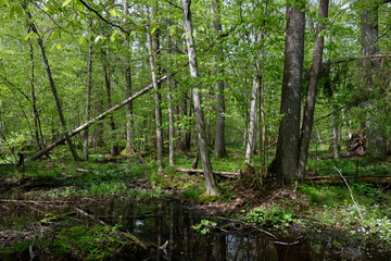 Springtime alder-bog sunny forest with standing water
