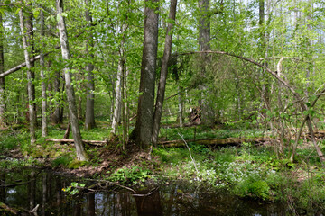 Springtime alder-bog sunny forest with standing water