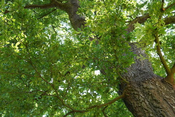 Teilaufnahme einer alten Zerreiche (Quercus cerris) im Sommer