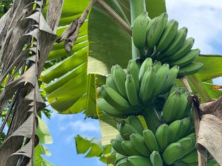 close up image of banana tree. Banana is a tropical fruit that is rich in nutrients and vitamins. Unripe bananas have green skin