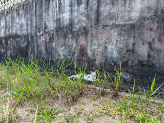 A stray cat with outstretched paws and body hiding in tall grass