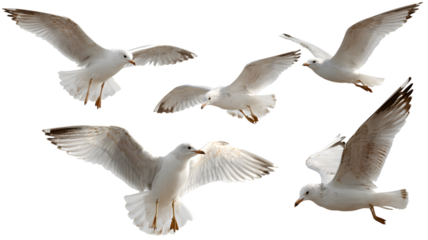 Five graceful white seagulls soaring in flight displaying elegant wing spans against a isolated backdrop representing freedom and coastal wildlife