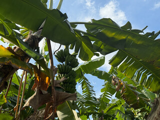 Green bananas growing on trees. Green tropical banana fruits, growing wild in indonesia asia
