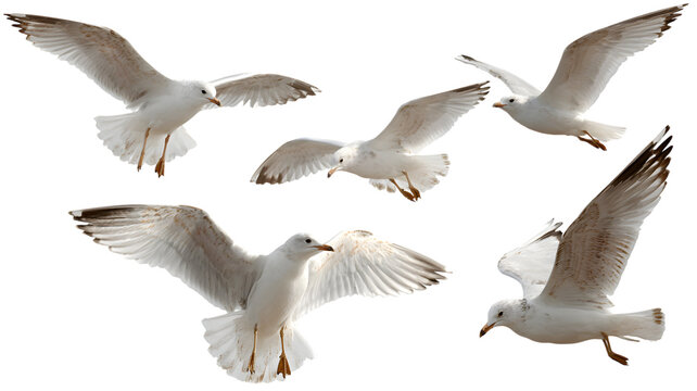 Five graceful white seagulls soaring in flight displaying elegant wing spans against a isolated backdrop representing freedom and coastal wildlife