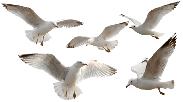 Five graceful white seagulls soaring in flight displaying elegant wing spans against a isolated backdrop representing freedom and coastal wildlife
