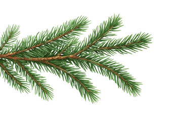 Obraz premium Green spruce branch with realistic texture and vibrant color ideal for Christmas decoration and festive arrangements in winter settings
