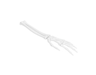 Fototapeta premium Anatomical Model Detailed White Human Arm and Hand Skeleton with Visible Joints