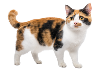 Domestic calico cat standing gracefully in a professional studio setting with a white background during a calm afternoon