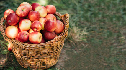Wicker basket filled with ripe red and yellow apples placed on grassy ground in natural outdoor setting