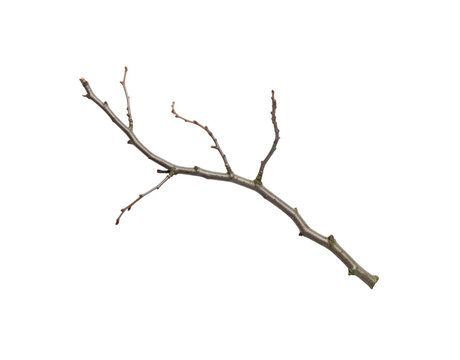 Bare tree branch with small buds, textured bark, and subtle earthy tones - Powered by Adobe