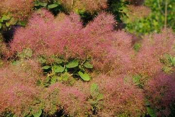 close-up of a flowering smoke bush

