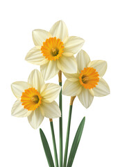 Fototapeta premium White Daffodil Bouquet, Elegant Design Element with Transparent Background