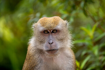 Fototapeta premium Long-tailed Macaque