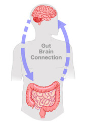 Brain gut connection axis. Small large intestine signals enteric, nervous system. Gray body. Gut sensor is connected to the vagus nerve. Serotonin production. Illustration vector	