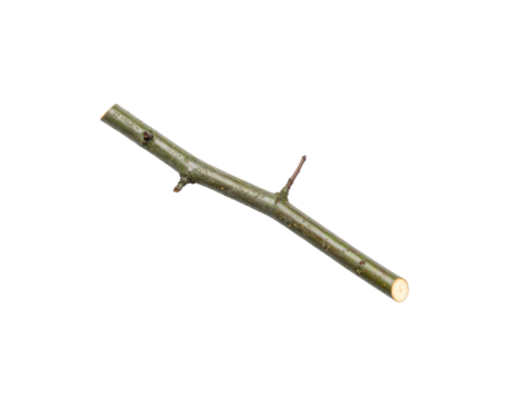 Cut GreenishBrown Branch with Small Buds and a Tiny Offshoot Angled Diagonally