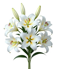Fototapeta premium White Lilies on Transparent Background, Elegant Cutout