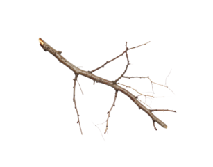 Dry twig with small branches and buds showing rough bark texture