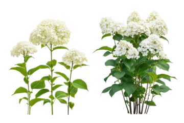 Beautiful cluster of hydrangea arborescens annabelle and panicu x blooming in a vibrant garden under sunny skies during the summer season